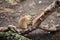 Cute chipmunk playing on a log