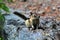 Cute chipmunk playing on the rocks