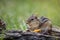 Cute Chipmunk is stuffing cheeks in a woodland Fall seasonal scene