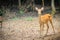Cute chital or cheetal (Axis axis), also known as spotted deer o