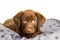 Cute chocolate brown labrador puppy dog on a grey pillow