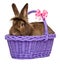 Cute chocolate colored Easter rabbit in a purple basket