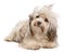 Cute chocolate Havanese dog in wind