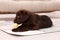 Cute chocolate Labrador Retriever puppy gnawing bone dog toy on rug at home. Lovely pet