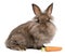 A cute chocolate lionhead bunny with a carrot