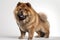 Cute chow chow dog in studio, created with generative AI