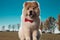 Cute chow chow puppy dog sitting and panting