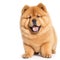 Cute chow chow puppy dog on white background