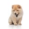 Cute chow chow sitting while looking down to side