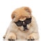 Cute chow chow wearing sunglasses pants and rests