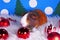 Cute christmas animals. Xmas pet animal guinea pig lop rabbit