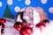 Cute christmas animals. Xmas pet animal guinea pig lop rabbit