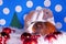 Cute christmas animals. Xmas pet animal guinea pig lop rabbit