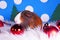 Cute christmas animals. Xmas pet animal guinea pig lop rabbit