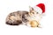 Cute Christmas Calico Kitten