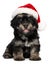 Cute Christmas havanese puppy dog