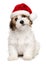 Cute Christmas havanese puppy dog