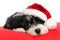 Cute Christmas havanese puppy dog