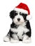 Cute Christmas Havanese puppy dog with a Santa hat