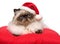 Cute Christmas persian colourpoint cat in a Santa hat