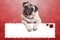 Cute christmas pug puppy dog leaning with paws on blank sign, on red background