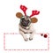 Cute christmas pug puppy dog wearing reindeer antlers and hanging on blank sign on white background