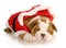 Cute christmas puppy