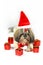 Cute christmas shih tzu