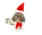 Cute christmas shih tzu