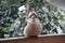 Cute chubby laughing kookaburra looking straight at the camera in a sunny garden