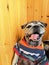 Cute chubby pug smiles happily in a Japanese restaurant cafÃ©.