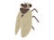 Cute cicada. Simple and flat design