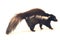 Cute classic brown with white striped young skunk aka Mephitis mephitis,