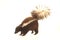 Cute classic brown with white striped young skunk aka Mephitis mephitis, l