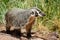 Cute close-up of a badger