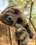 Cute close-up of a big brindle boerboel retriever cross` head laying on a tree trunk with the paw in the forground.
