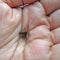 Cute close-up little Pine cone held by man hand