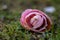 Cute close up photo of pink camellia flower, on grass