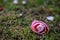 Cute close up photo of pink camellia flower, on grass