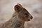 Cute close up of quokka`s face