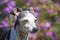 cute close up of a senior Italian greyhound in front of pretty flowers