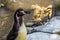 Cute closeup of a humboldt penguin face, portrait of a water bird from the pacific coast