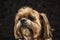 Cute closeup of a Lhasa Apso dog