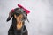 Cute closeup portrait of black and tan short-haired dachshund, with pretty vibrant pink bow in its head. Adorable dog female at