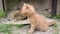 Cute closeup scene with a jolly orange kitten playing with a plant trying to bite and eat the flower. Beautiful and funny ginger k