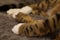 Cute closeup of sleeping tabby cat`s paws on a grey furry bed
