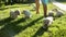 Cute and clumsy labrador puppies walking in the grass with their owner