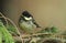 A cute Coal Tit, Periparus ater, chick perched on a branch.