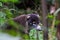 Cute Coati bear from Costa Rica