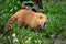 Cute coati Nasua, wild animal looking like raccoon